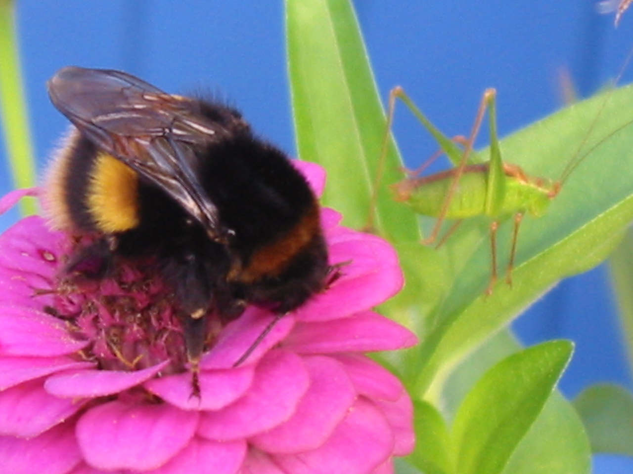 Fonds d'cran Animaux Insectes - Abeilles Gupes ... Bourdon et Son Cricket