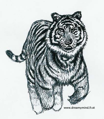 Wallpapers Art - Pencil Animals - Felines Tigre