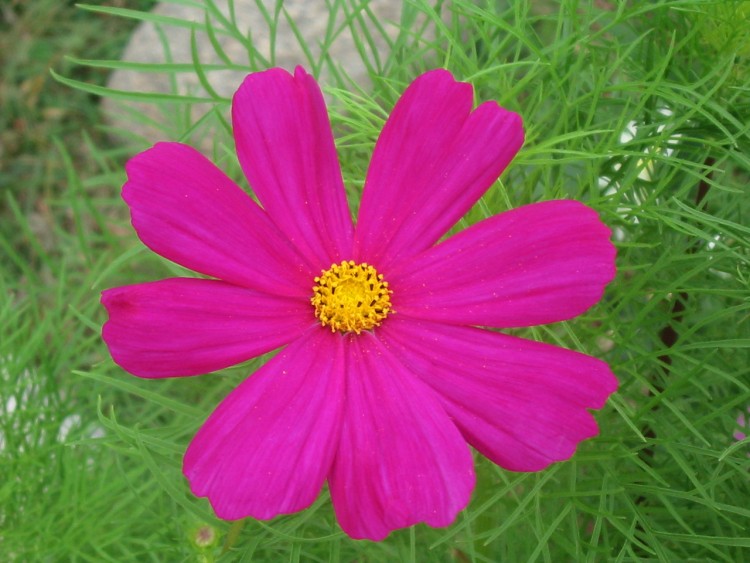 Wallpapers Nature Flowers Cosmos