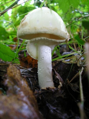 Fonds d'cran Nature Champignons http://artiste.arimos.org