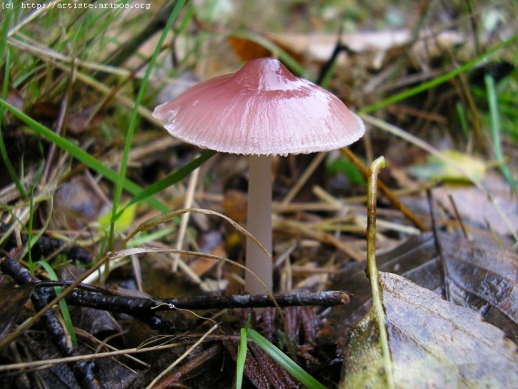 Fonds d'cran Nature Champignons http://artiste.arimos.org