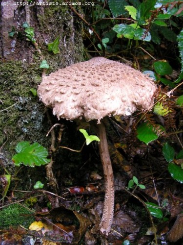 Fonds d'cran Nature Champignons http://artiste.arimos.org