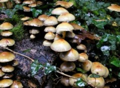 Fonds d'cran Nature http://artiste.arimos.org Champignons