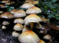 Fonds d'cran Nature http://artiste.arimos.org Champignons