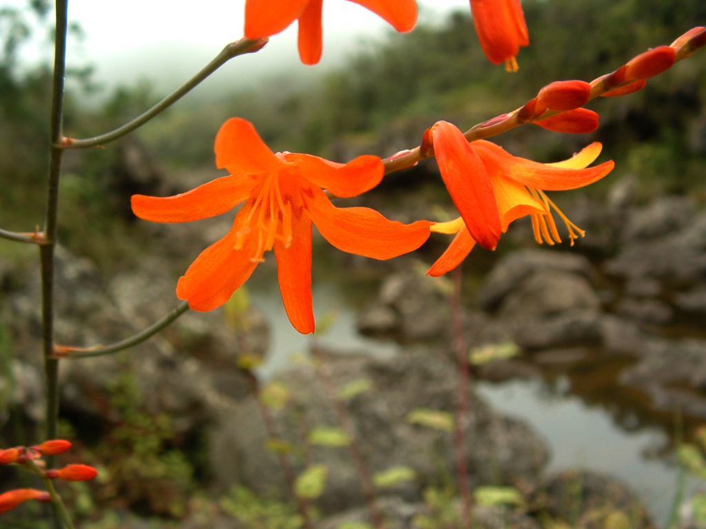 Fonds d'cran Nature Fleurs Ile de la Reunion