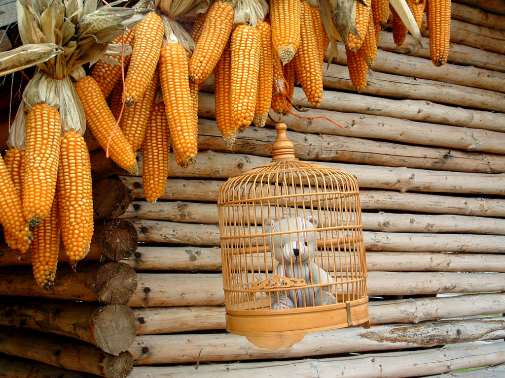 Fonds d'cran Objets Peluches Ouvrez ouvrez la cage aux ours...