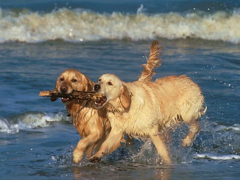 Wallpapers Animals Dogs Le Partage