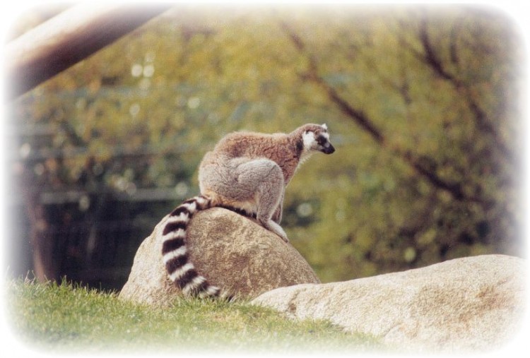 Fonds d'cran Animaux Lmuriens mais que regarde t'il ?