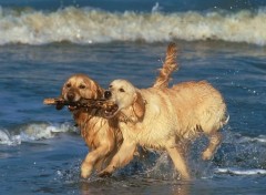 Fonds d'cran Animaux Le Partage