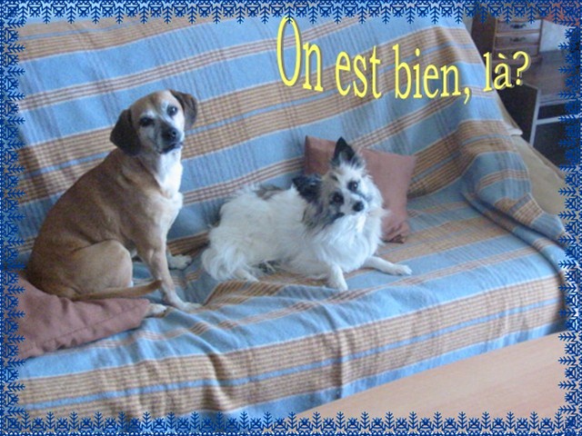 Fonds d'cran Animaux Chiens 