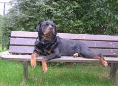 Fonds d'cran Animaux rottweiler femmelle salika