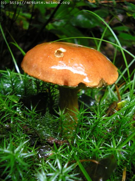 Fonds d'cran Nature Champignons http://artiste.arimos.org Champignons