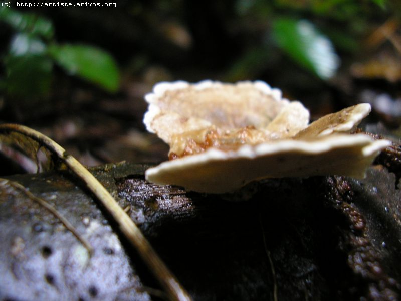 Fonds d'cran Nature Champignons http://artiste.arimos.org Champignons