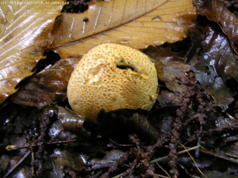 Fonds d'cran Nature Champignons http://artiste.arimos.org Champignons