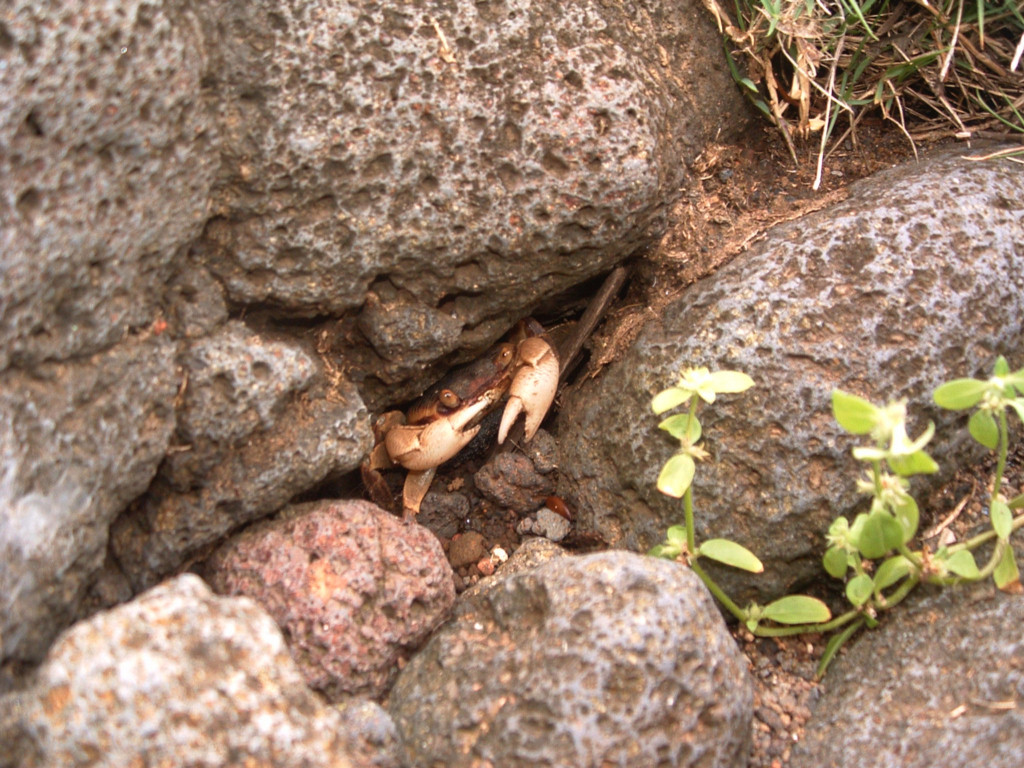 Fonds d'cran Animaux Vie marine - Poissons Ile de la Reunion : 