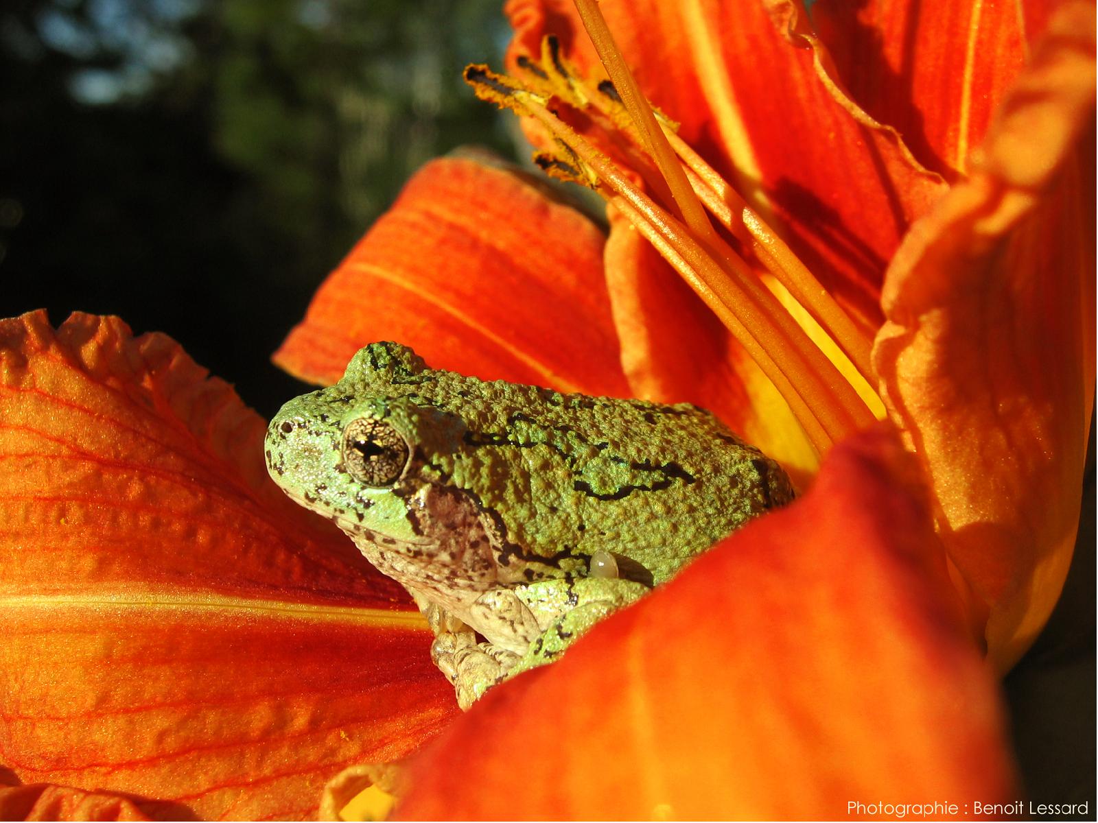 Wallpapers Animals Frogs - Toads 