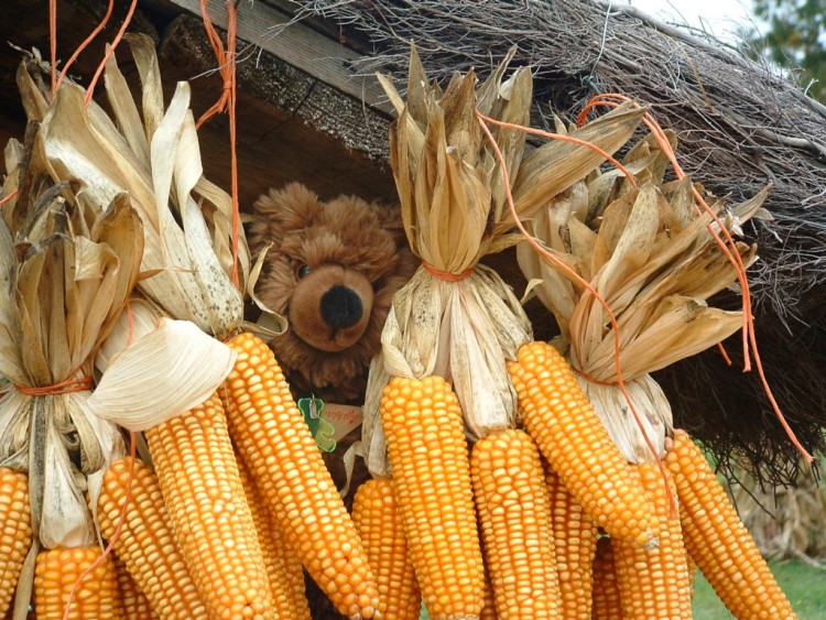 Fonds d'cran Objets Peluches 