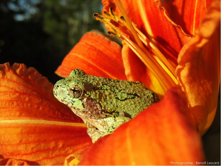 Wallpapers Animals Frogs - Toads Wallpaper N83943