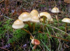 Fonds d'cran Nature http://artiste.arimos.org Champignons