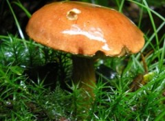 Fonds d'cran Nature http://artiste.arimos.org Champignons