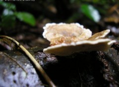 Fonds d'cran Nature http://artiste.arimos.org Champignons