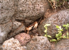 Fonds d'cran Animaux Ile de la Reunion : 