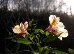 Fonds d'cran Nature Flower...