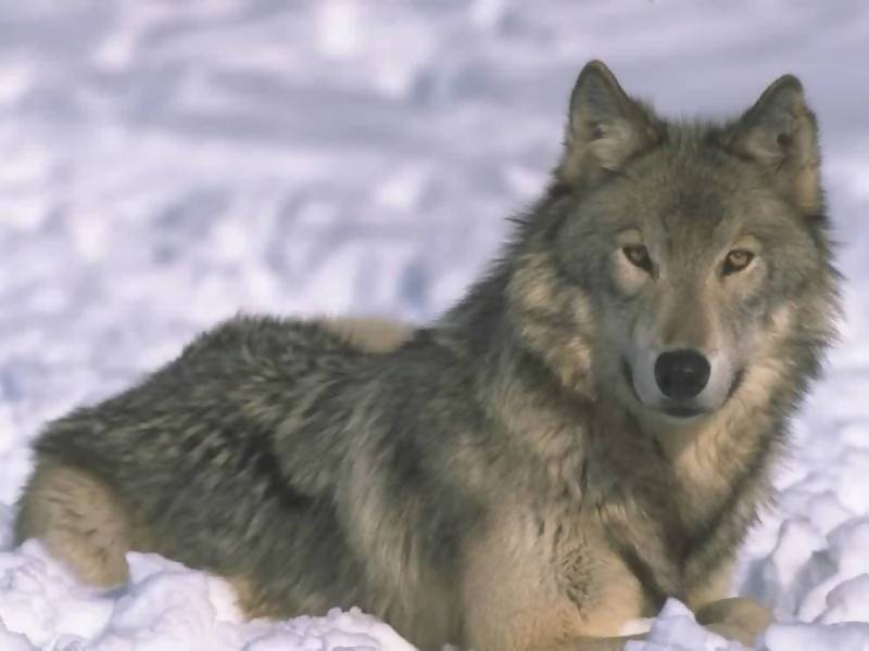 Wallpapers Animals Wolves Il est superbe