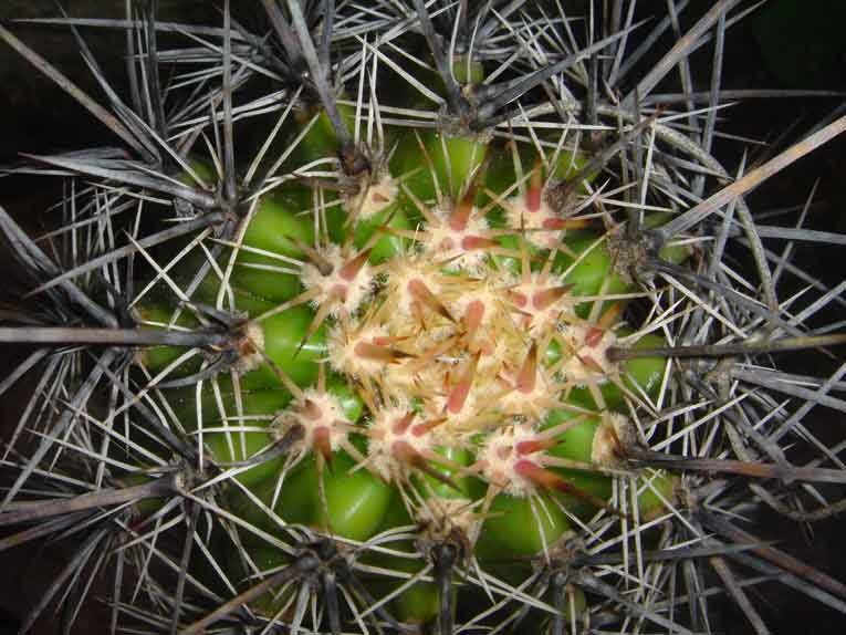 Fonds d'cran Nature Plantes - Arbustes Ae !