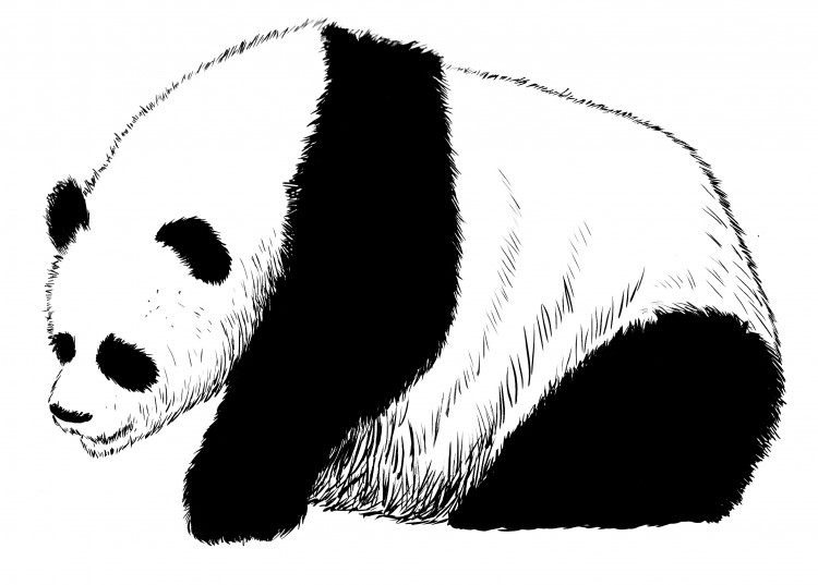 Wallpapers Art - Pencil Animals - Pandas Panda