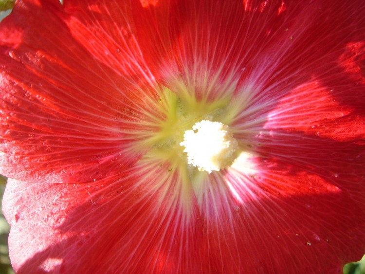 Fonds d'cran Nature Fleurs rose tremiere