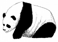 Fonds d'cran Art - Crayon Panda