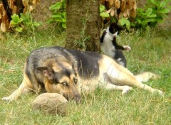 Fonds d'cran Animaux chat- chien de mes amis