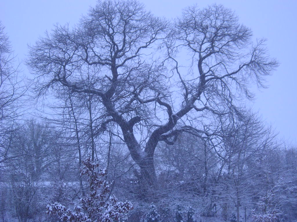 Wallpapers Nature Saisons - Winter 