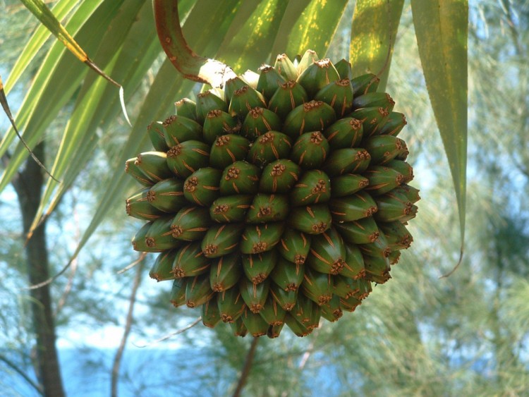 Fonds d'cran Nature Fruits Ile de la Reunion : Fruit du Vacoa