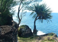 Fonds d'cran Voyages : Afrique Ile de la Reunion : Un vacoa