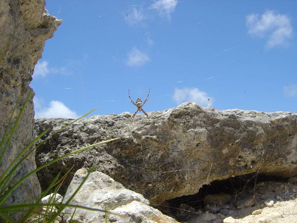 Fonds d'cran Animaux Araignes SPIDER