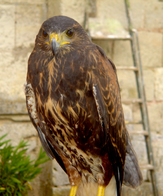 Fonds d'cran Animaux Oiseaux - Rapaces divers vautour