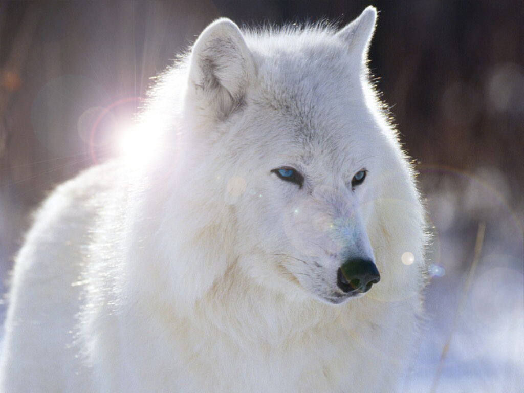 Wallpapers Animals Wolves Des yeux magnifiques