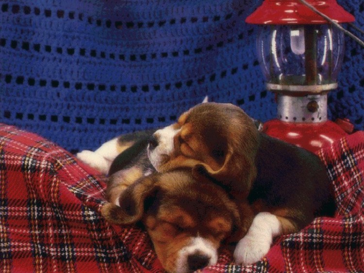 Wallpapers Animals Dogs Bonne Sieste