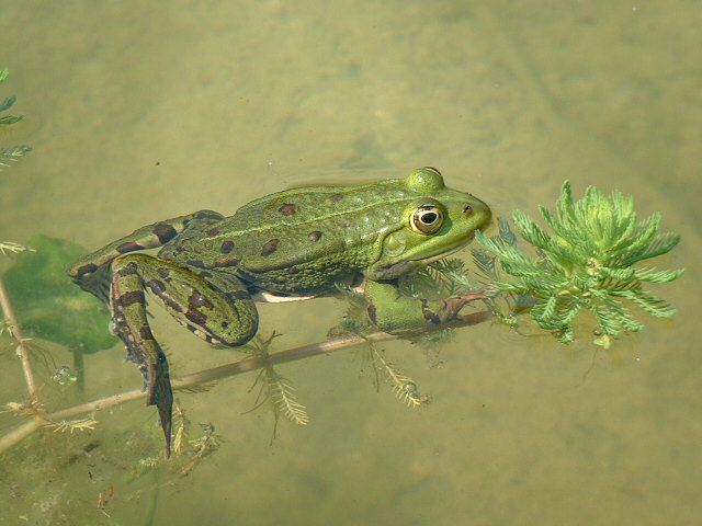 Wallpapers Animals Frogs - Toads Grenouille verte de Pruwelz