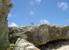 Fonds d'cran Animaux SPIDER