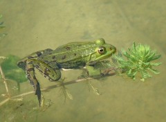 Wallpapers Animals Grenouille verte de Pruwelz