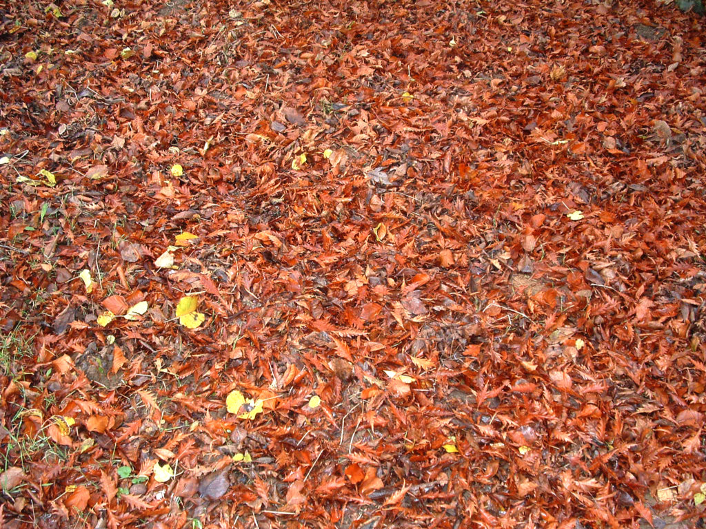 Fonds d'cran Nature Saisons - Automne Tapis de feuilles d\\\'automne