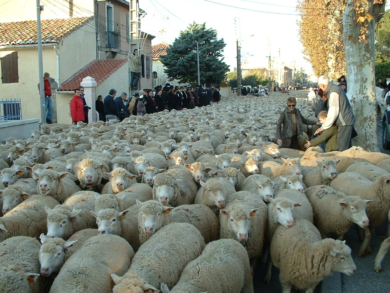 Fonds d'cran Animaux Moutons - Mouflons la fte des bergers  istres