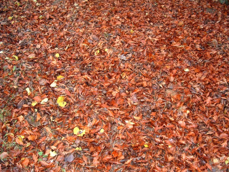 Fonds d'cran Nature Saisons - Automne Tapis de feuilles d'automne