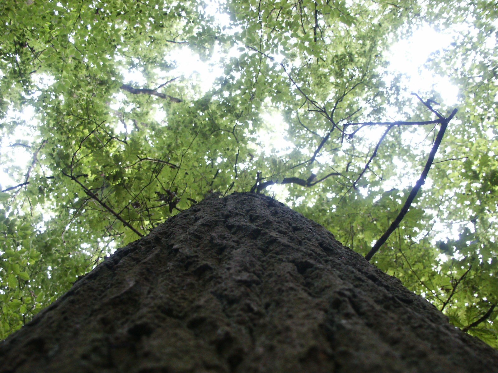 Fonds d'cran Nature Arbres - Forts Bois du Grand Bon Dieu