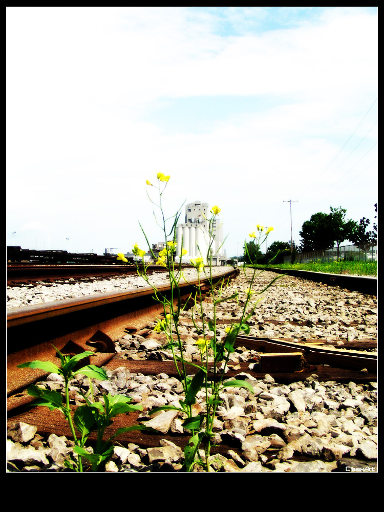 Fonds d'cran Nature Fleurs life In The Railroad