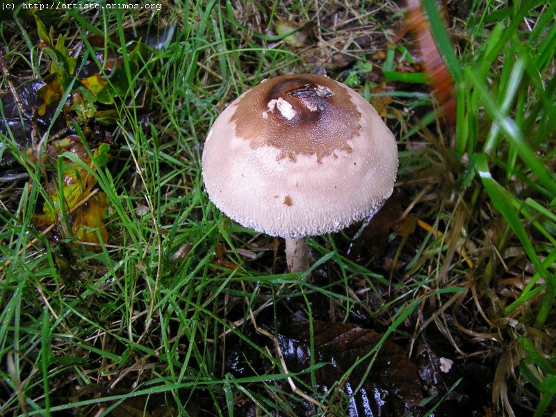 Fonds d'cran Nature Champignons http://artiste.arimos.org Champignons