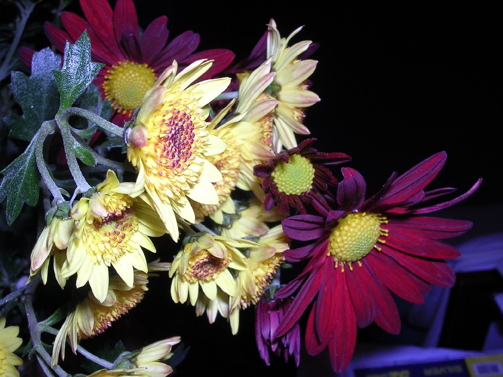 Fonds d'cran Nature Fleurs 